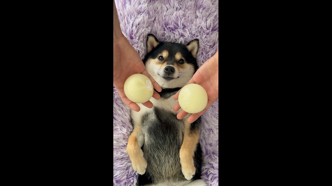 Shiba Inu Spa Day: Relaxing Massage & Ear Cleaning for the Happiest Dog Ever!