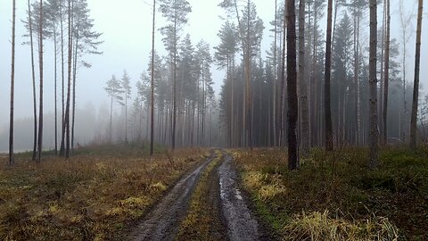 To The Bridge of the Train Crash - Winter Walk In Fog No Talking ASMR