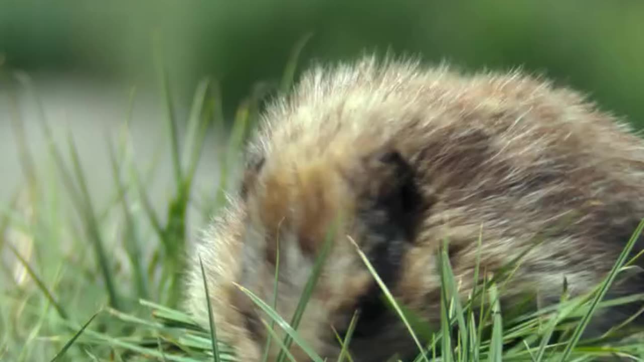 GROUNDHOGS WATCH FOR SHADOWS WHILE THEIR OLYMPIC MARMET COUSINS LOOK FOR INTRUDERS