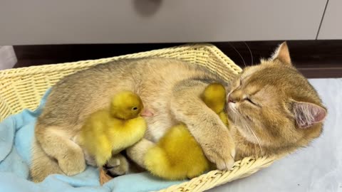 Cat Invites Baby Duck to Cuddle | Adorable and Gentle Moments