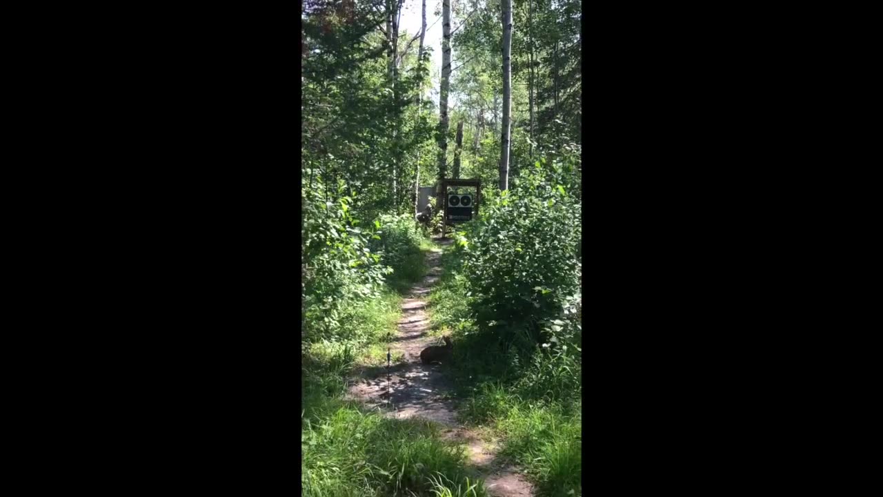 Recurve - 28 yards shot above a bunny
