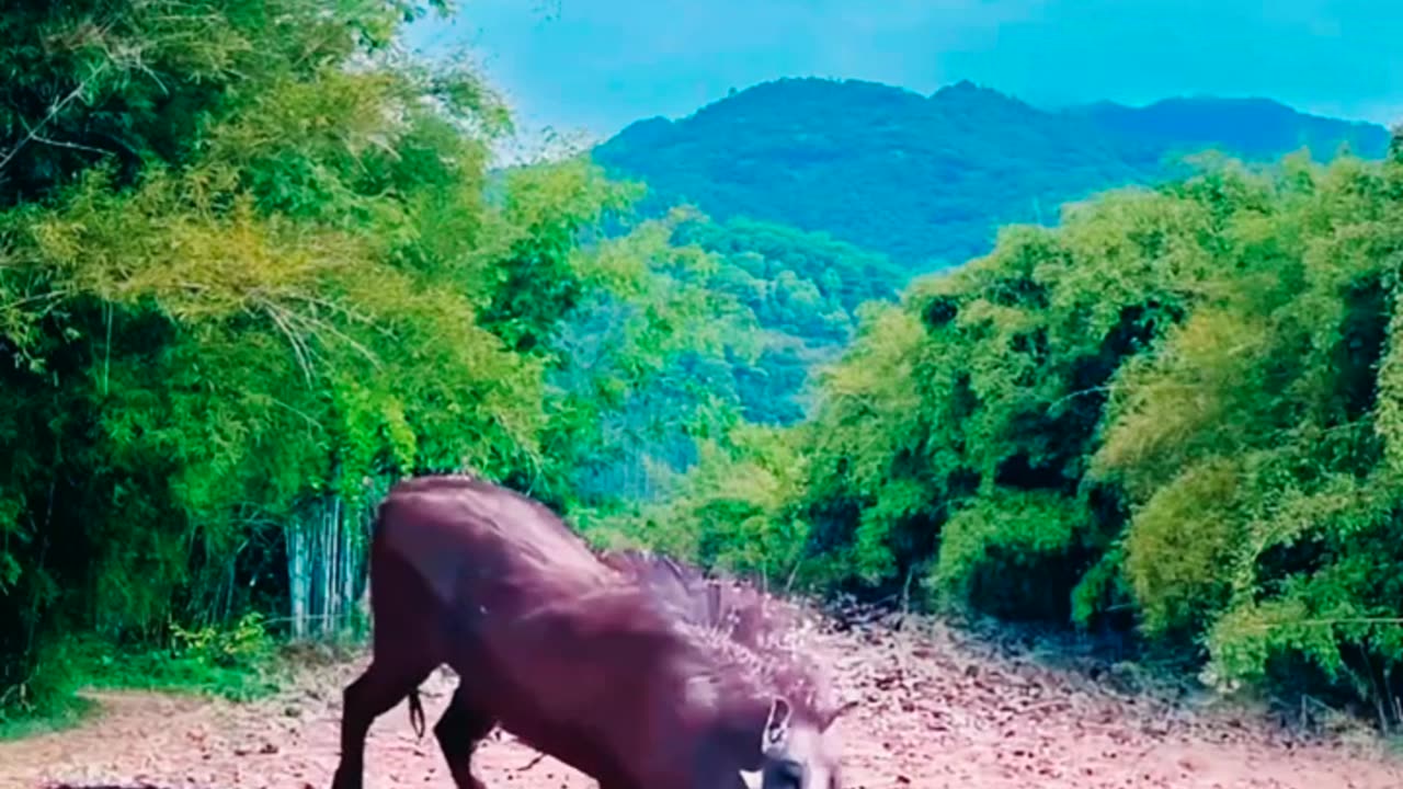 Wild Boar Charge: A Powerful Moment in Nature"