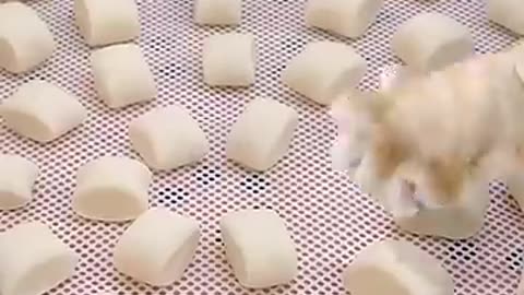 Cute cute cats homemade milk buns, want to eat a bite?