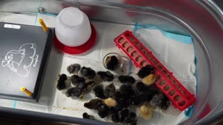 New chicks for 2025! Back in the chicken business!