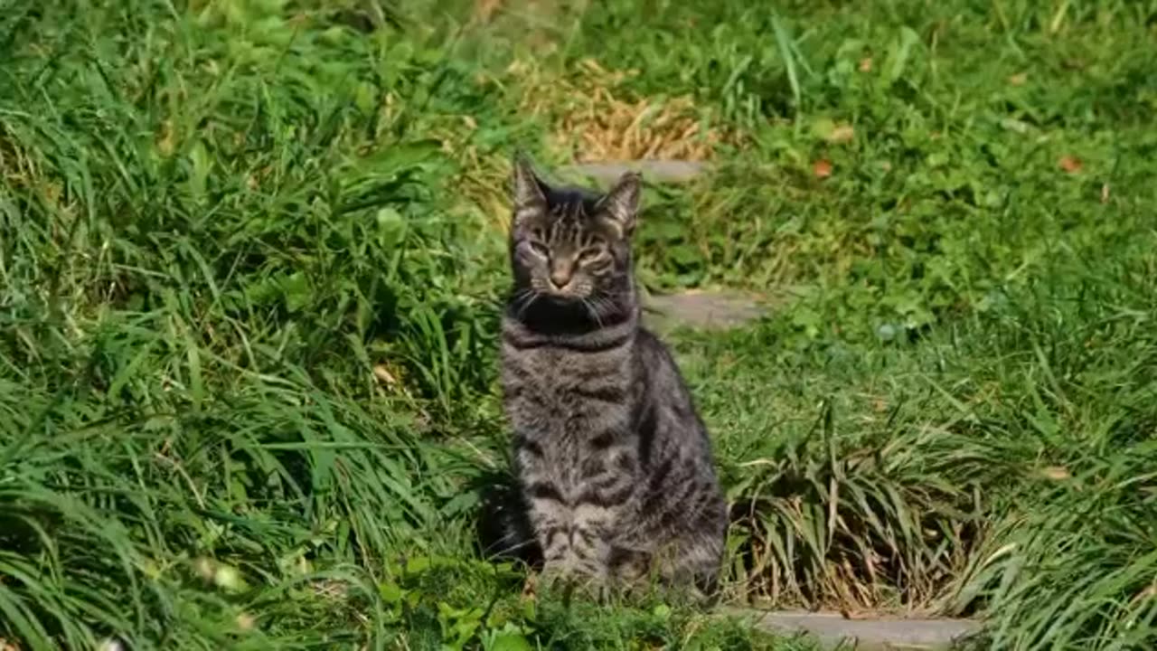 Feral cats are living at the Disneyland Resort