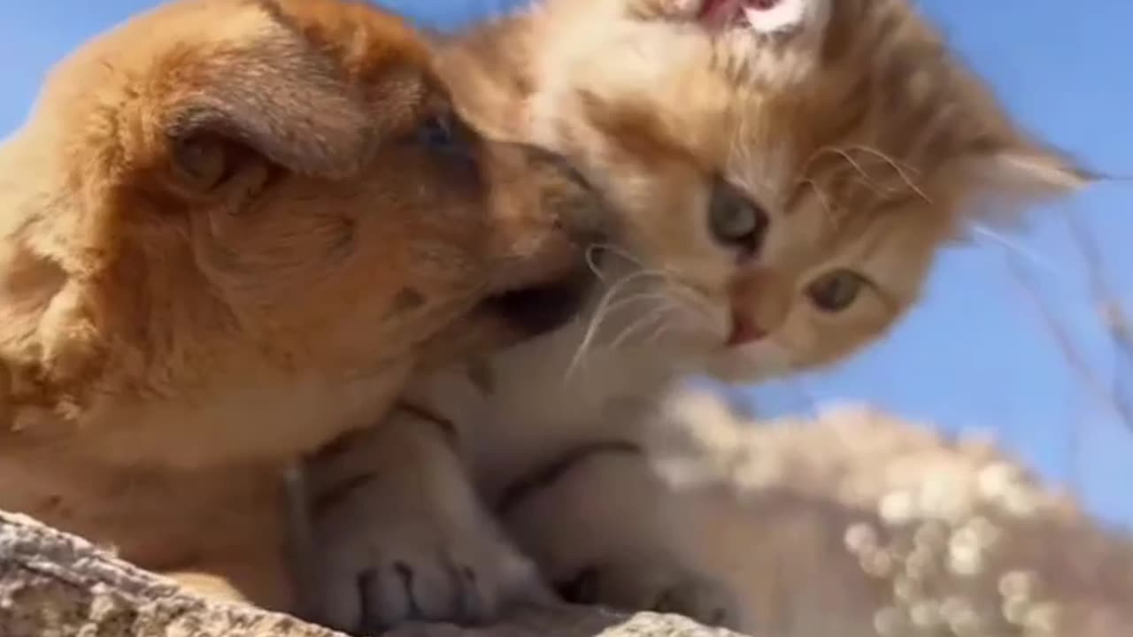 Very short funny animal video