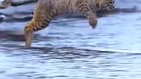 INSANE Tiger Jump! You Won’t Believe What Happens Next! 🐅😱 #ViralWildlife