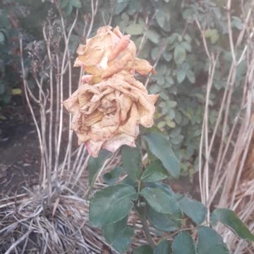Rose flowers are dead in January