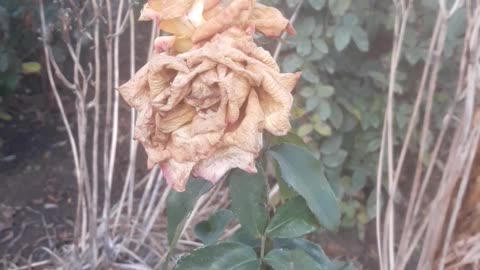 Rose flowers are dead in January