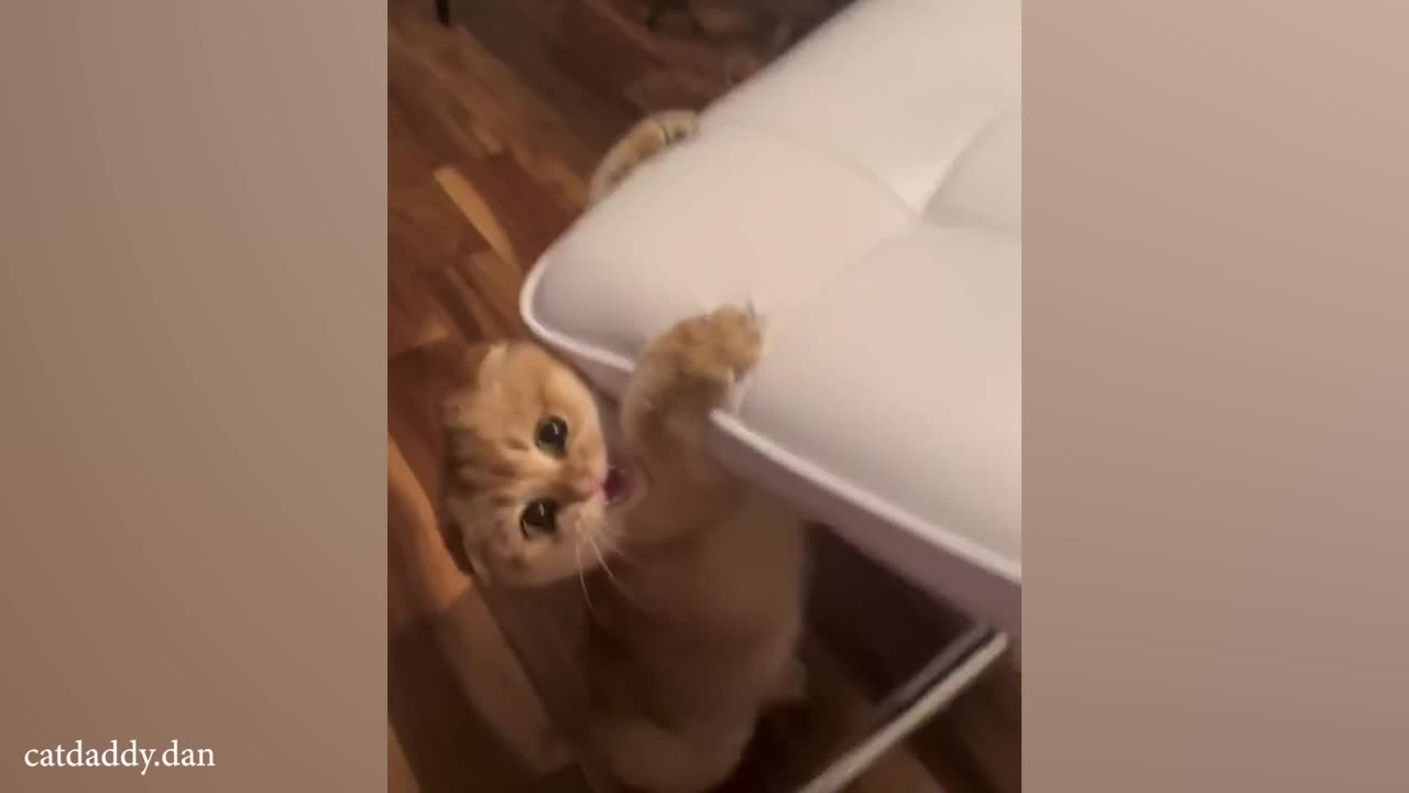 Orange Cats rule the World of Cat Comedy 😹 Best FUNNY CAT videos 2024