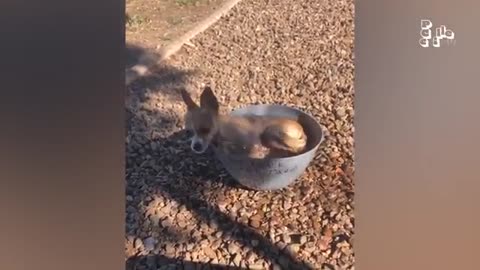 The FUNNIEST Pet Videos of the year! 2025 🤣