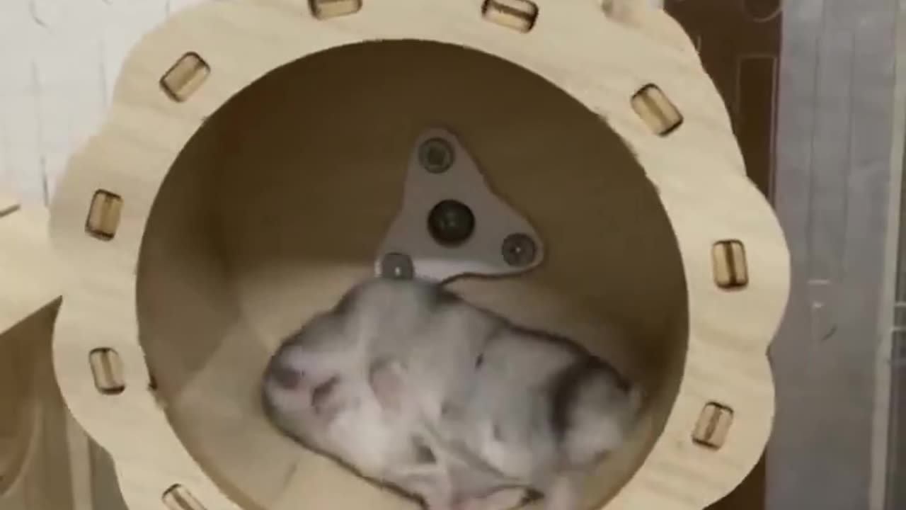 Who needs a bed when you have a wheel?