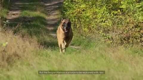 Breed Battle: German Shepherd vs Belgian Malinois - Which is Best?