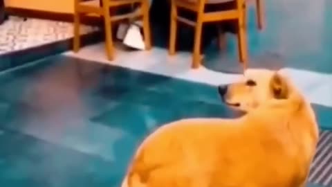 Funny Animals 2025 😂 - Funniest Cats and Dogs video 🐱 🐶