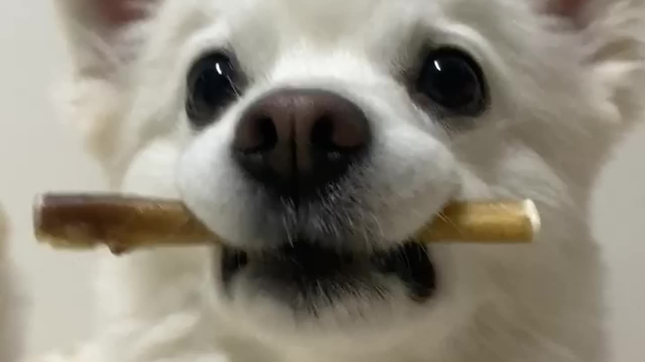 bite and wait for treat(korea)