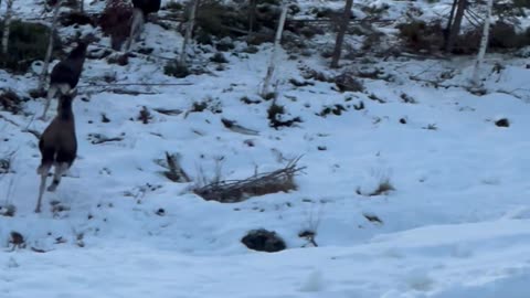 Mama Moose and Calves Cross Ski Slope