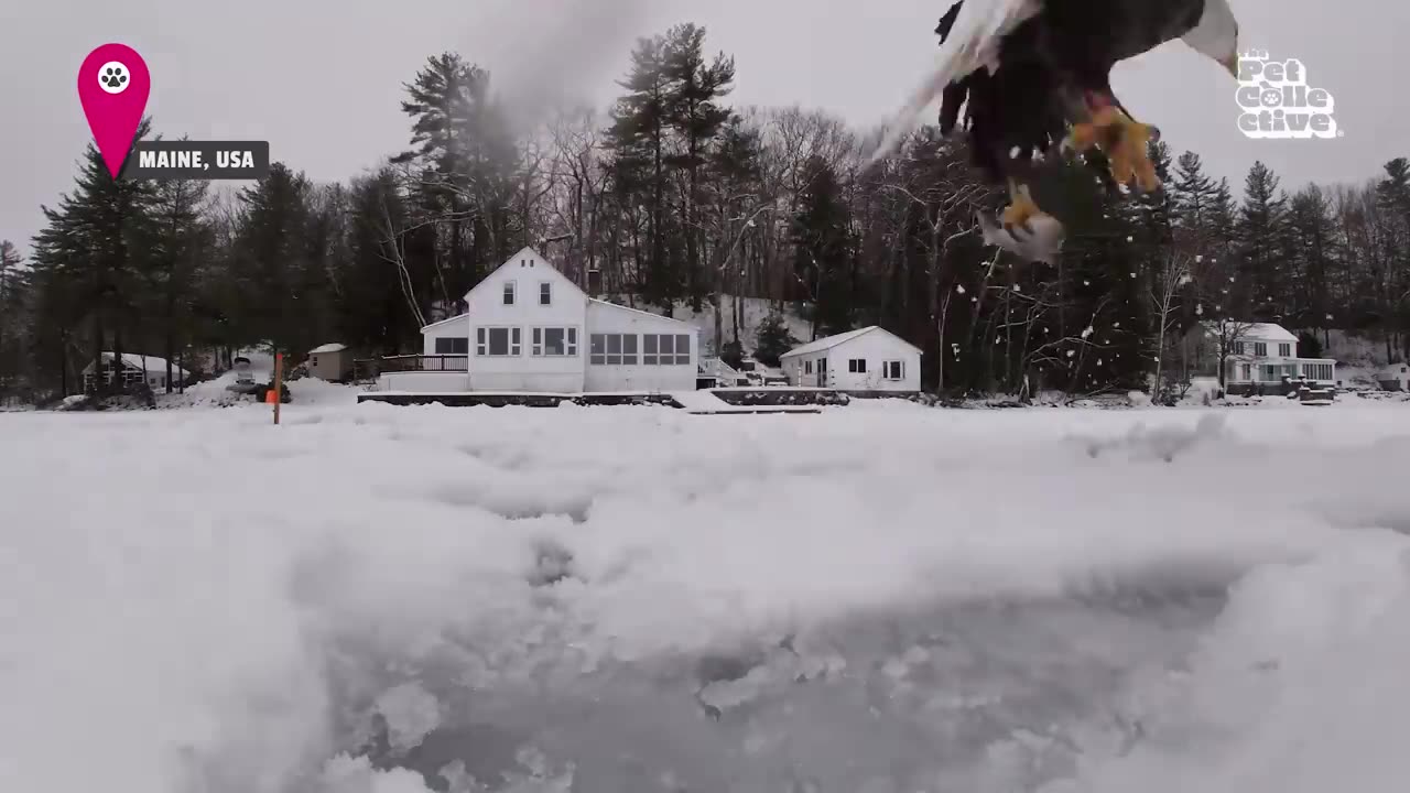 BEST CUTE AND FUNNY ANIMALS PLAYING IN THE SNOW WINTER WONDERLAND ANIMALS