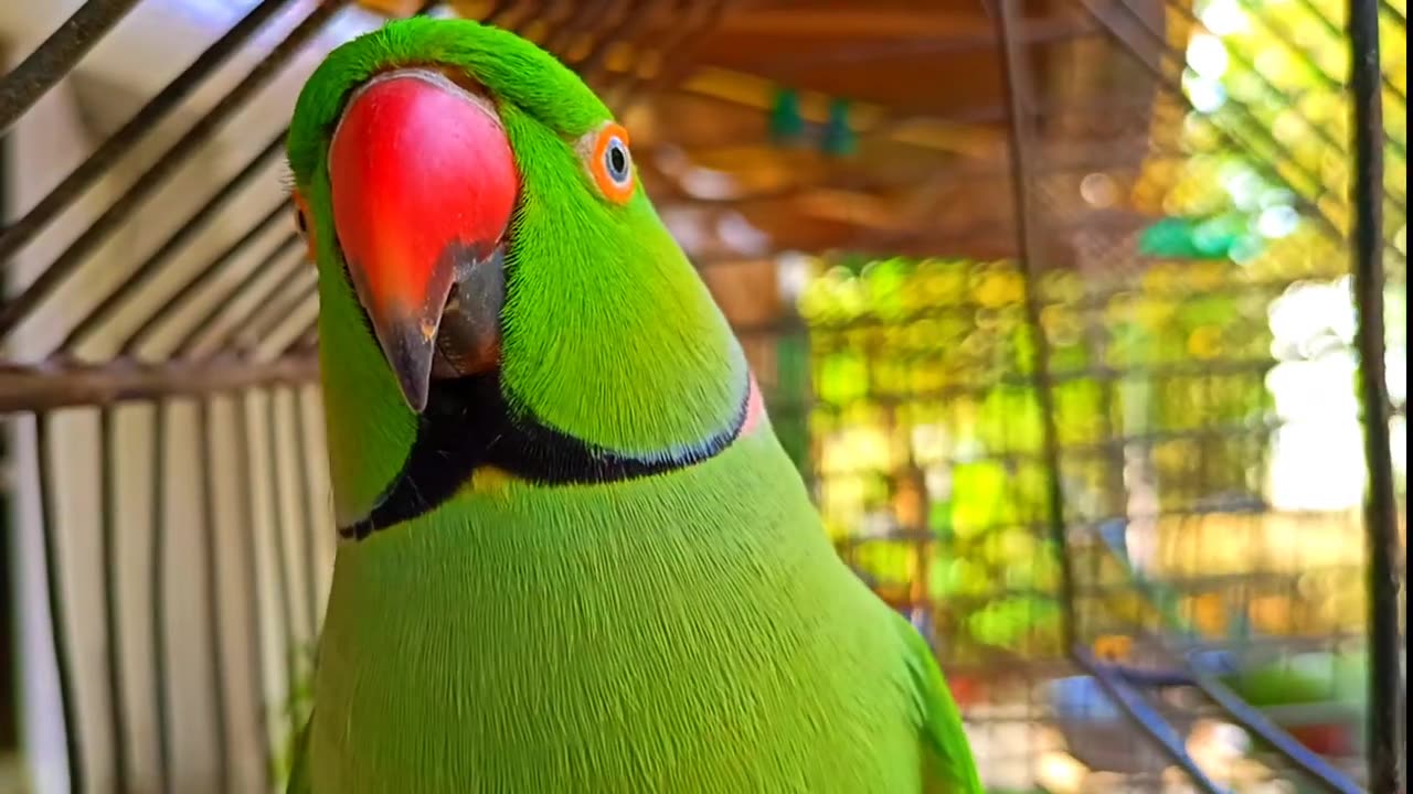 Cute talking parrot clear voice ❤️