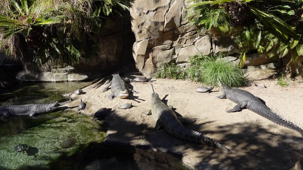 Gharial Crocodile at the San Diego Zoo