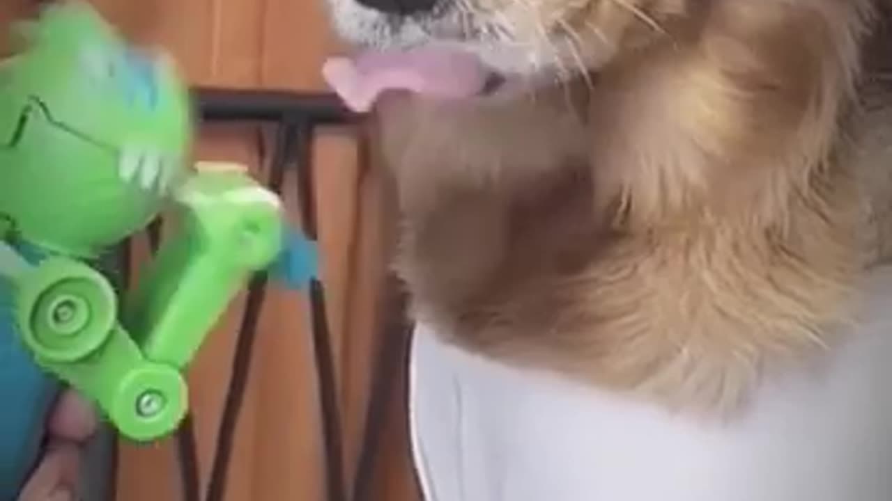 Hilarious Animal Antics: Crazy Moments You’ll Absolutely Love! 🐾😂 #Shorts001