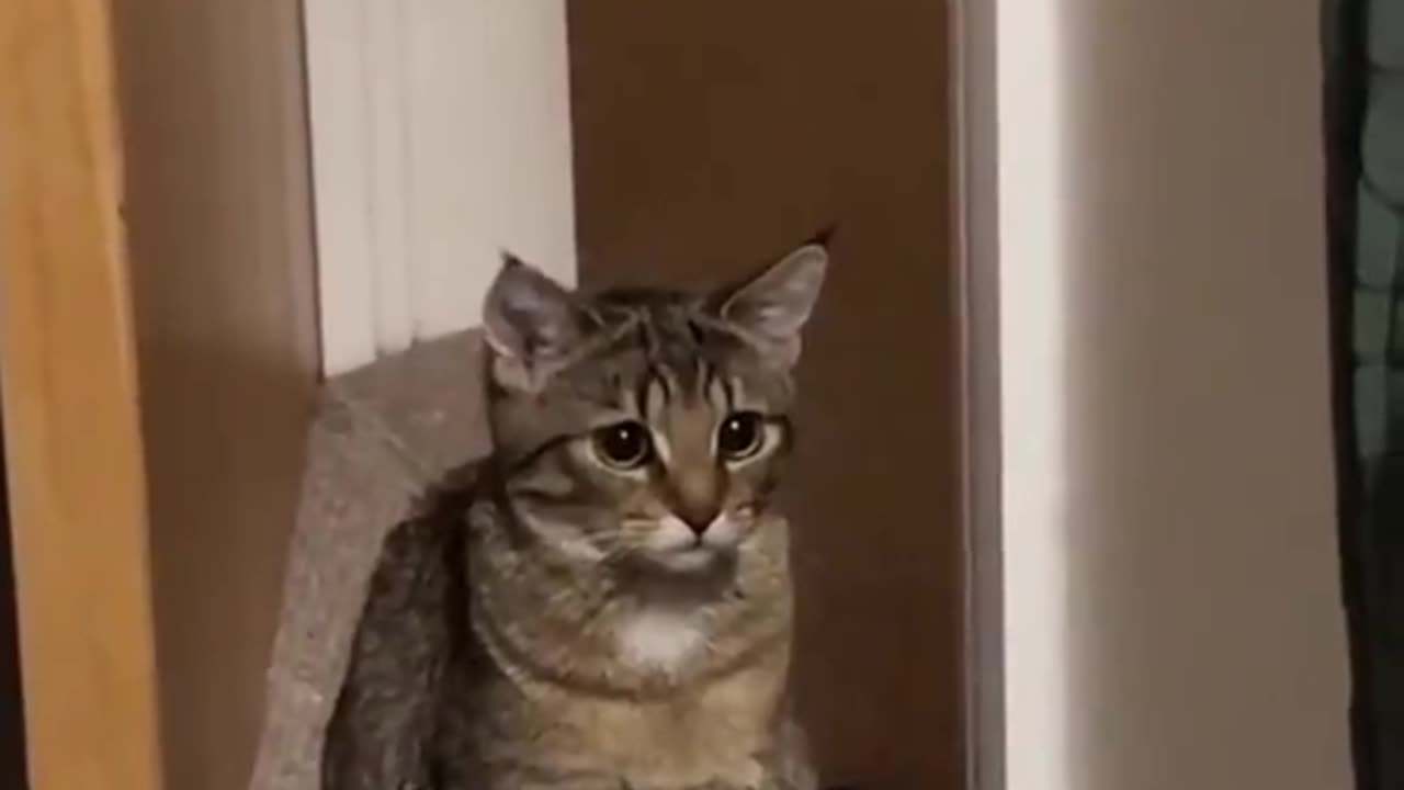 ive never seen a cat look this sad before😖💔