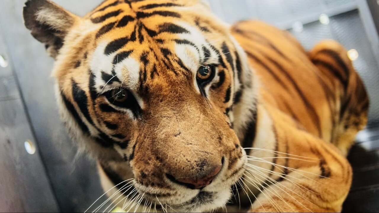 20 Big Cats Killed In Matter Of Days By Bird Flu At Washington Sanctuary