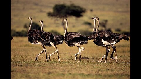 TMR: Saving Canada: Ostrich Rescue Mission With Katie Pasitney, Robert Morningstar & Japhy Ryder