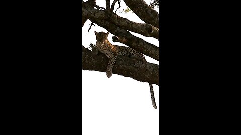 "Clash in the Canopy: Lion vs. Leopard