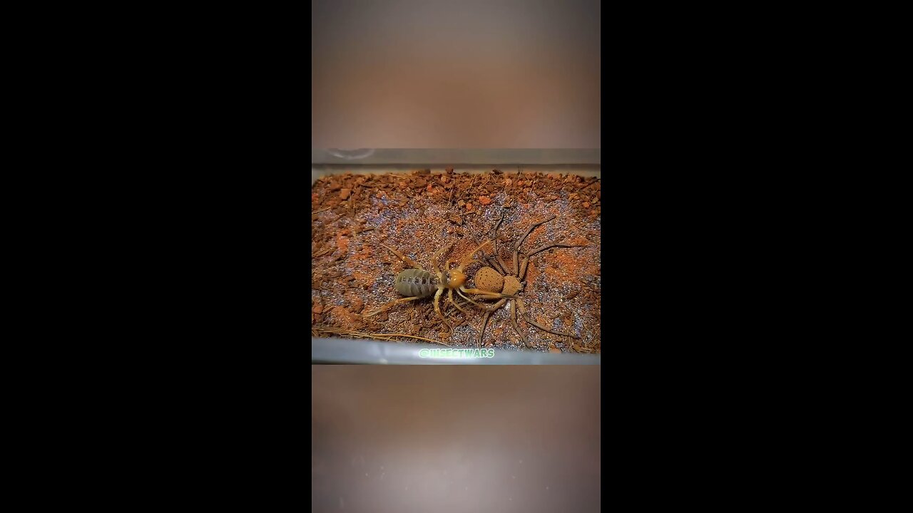 insectwars