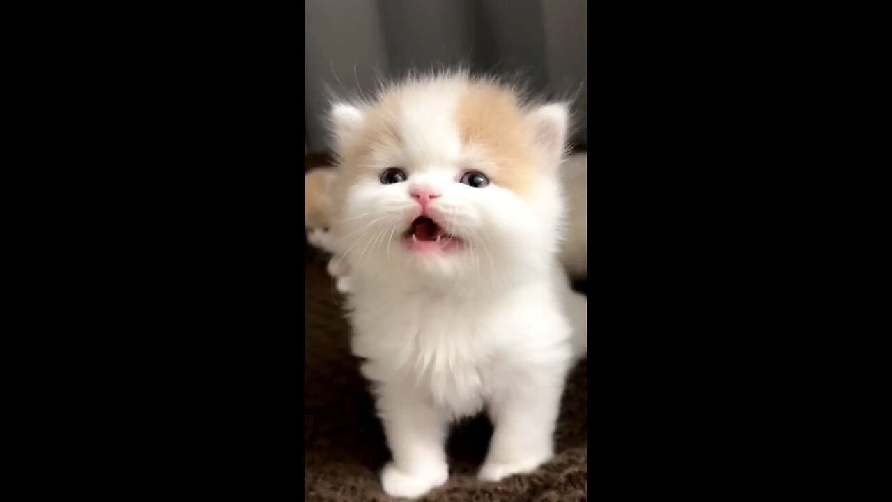 cute cat baby 🐈and funny🤣 videos