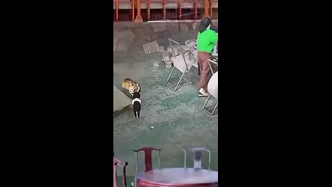 Best Moments Funny Pets 🤣🤣🤣