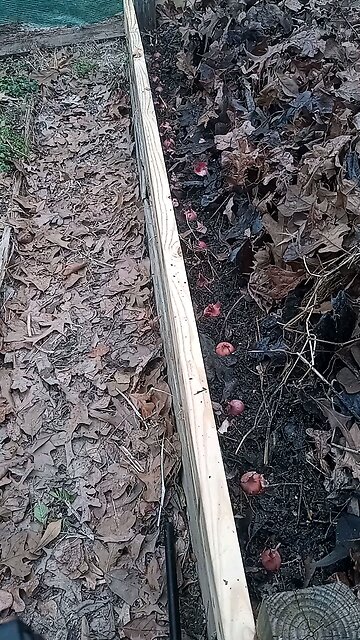 planted shallots
