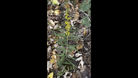 Solidago caesia native plant to the eastern half of the USA