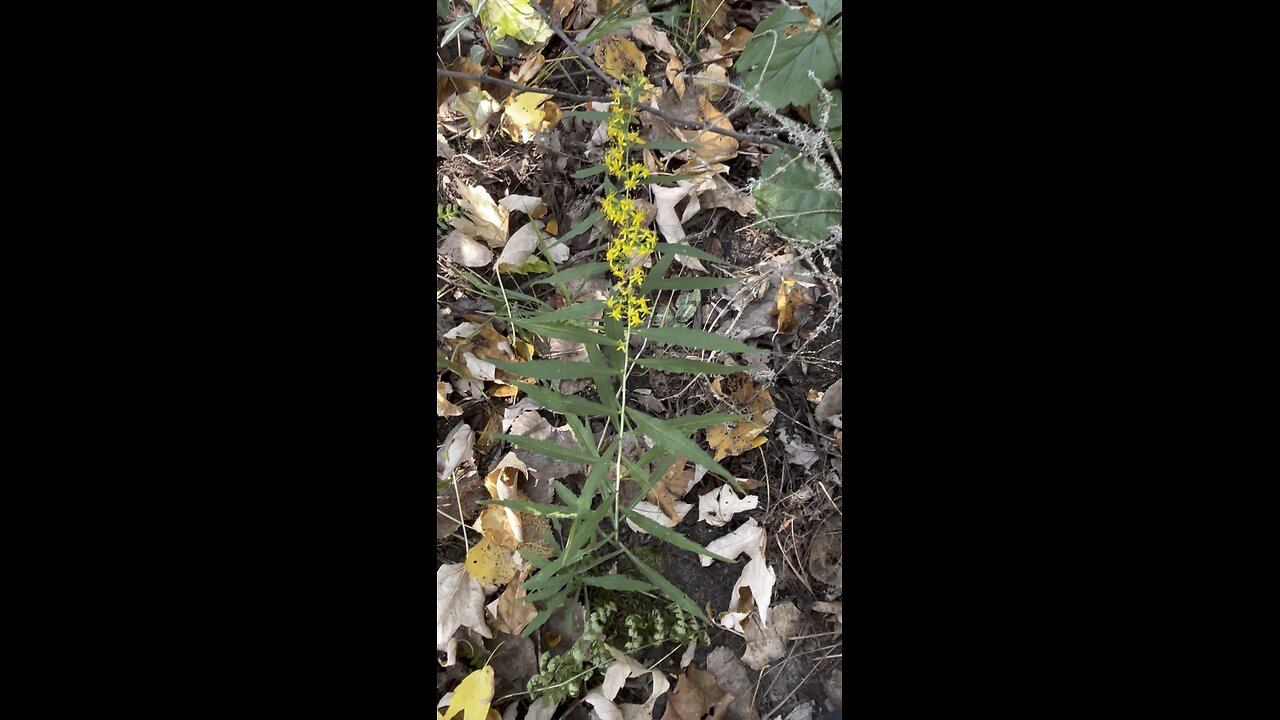 Solidago caesia native plant to the eastern half of the USA