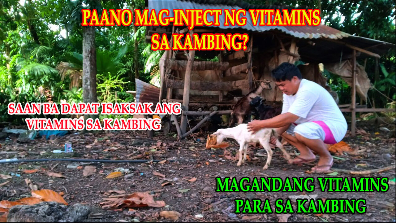 Paano Mag-Inject at Mas Magandang Vitamins para ating mga Alagang Kambing na mas Nakasanayan na 💉🦌