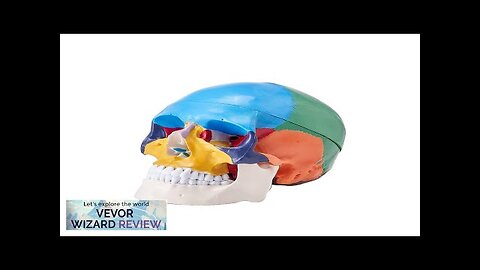 VEVOR Human Skull Model 3 Parts Human Skull Anatomy Life-Size Painted Anatomy Review