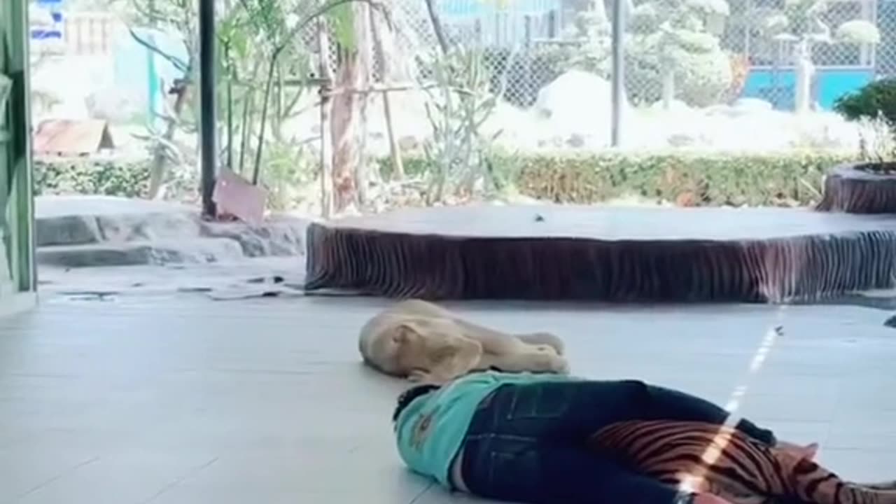 Vietnam zoo (Part 7) - Is this the most dangerous job in the world?