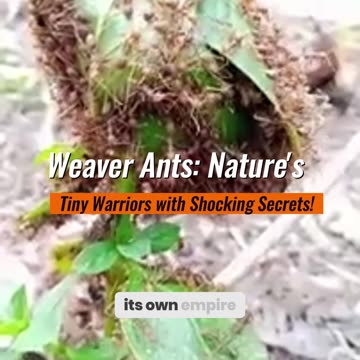 Weaver Ants Nature’s Tiny Warriors with Shocking