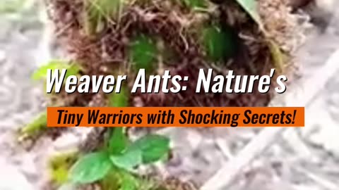 Weaver Ants Nature’s Tiny Warriors with Shocking