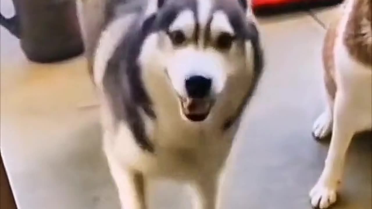 "A very rhythmic Husky; this dance is really well done!"
