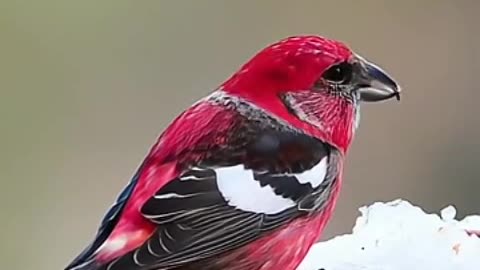 This unique bird eats snow