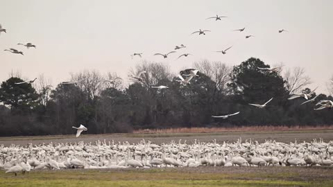 Tundra Swans at the Pungo Unit in Pocosin Lakes NC