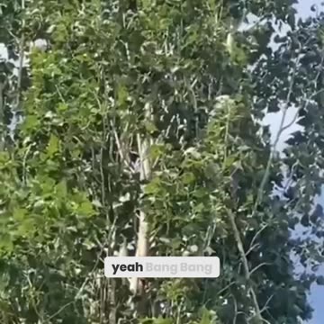 China’s Laser Tree Cutting Technology: The Future of Deforestation?