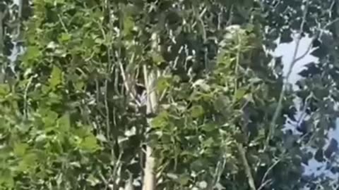 China’s Laser Tree Cutting Technology: The Future of Deforestation?