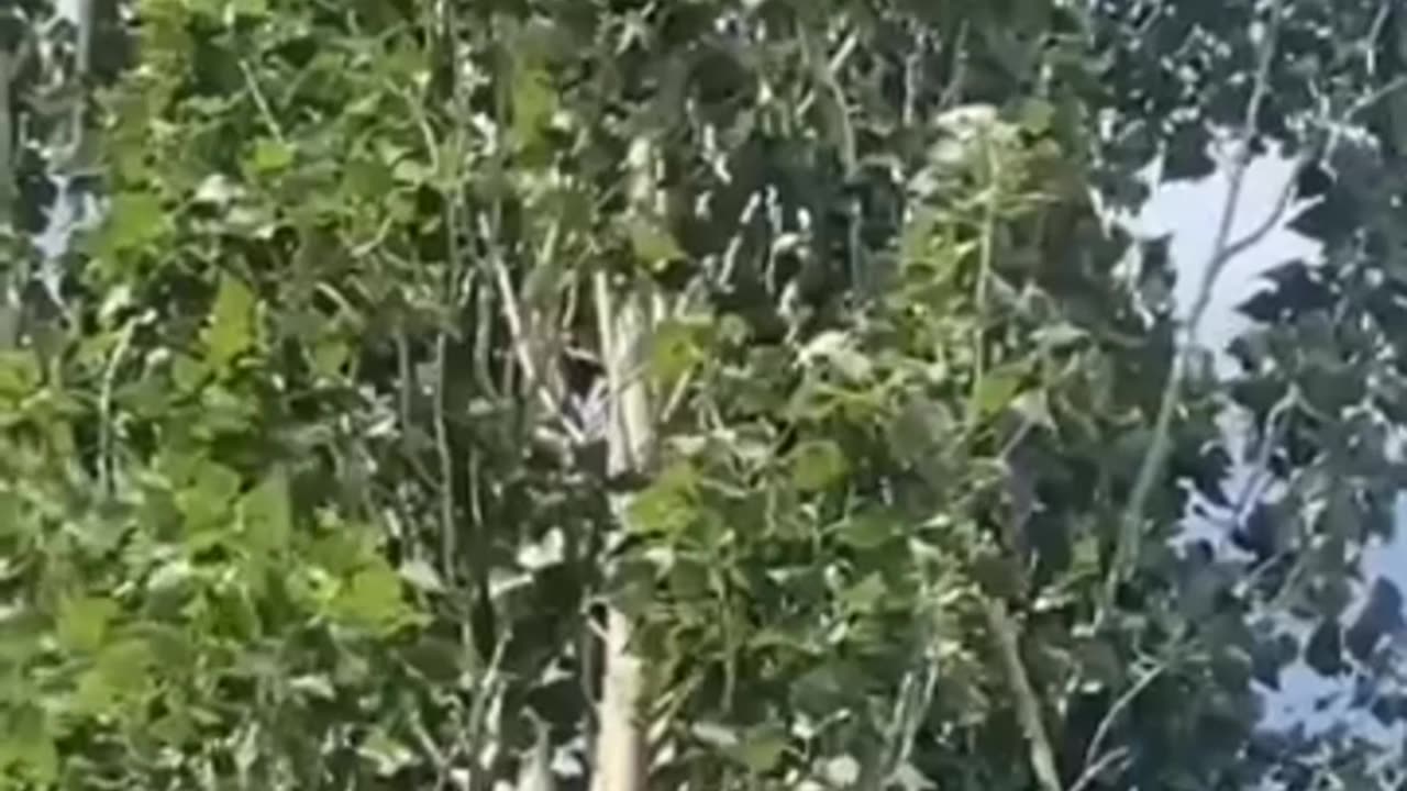 China’s Laser Tree Cutting Technology: The Future of Deforestation?