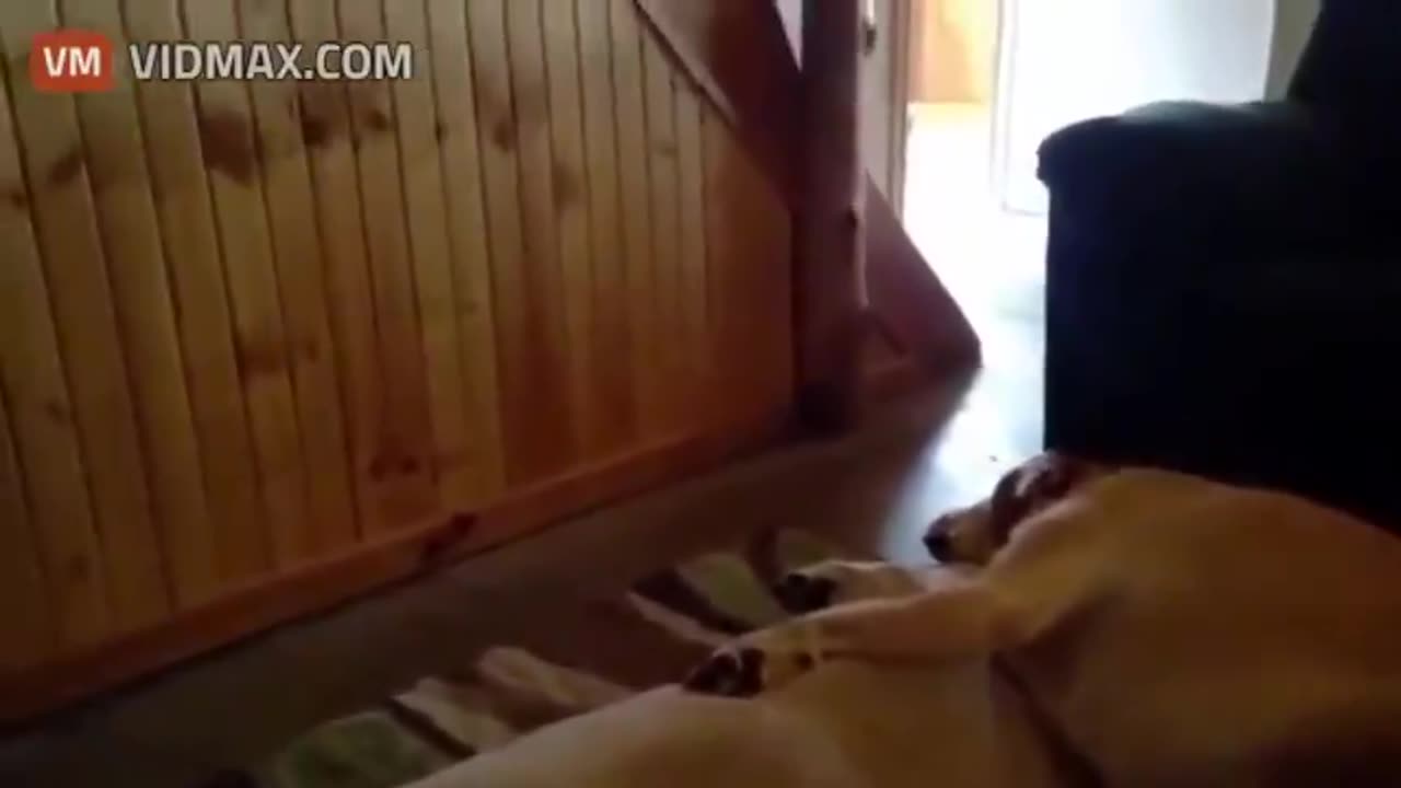 This Snoring Labrador Retriever Sounds Like a Cartoon Character