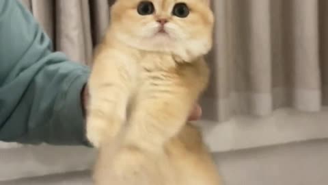 Enchanting kitten's smooth dance