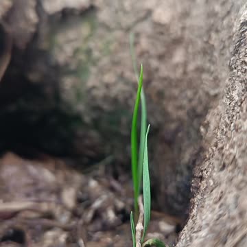Freshly Grown Grass – A Symbol of Life and Renewal