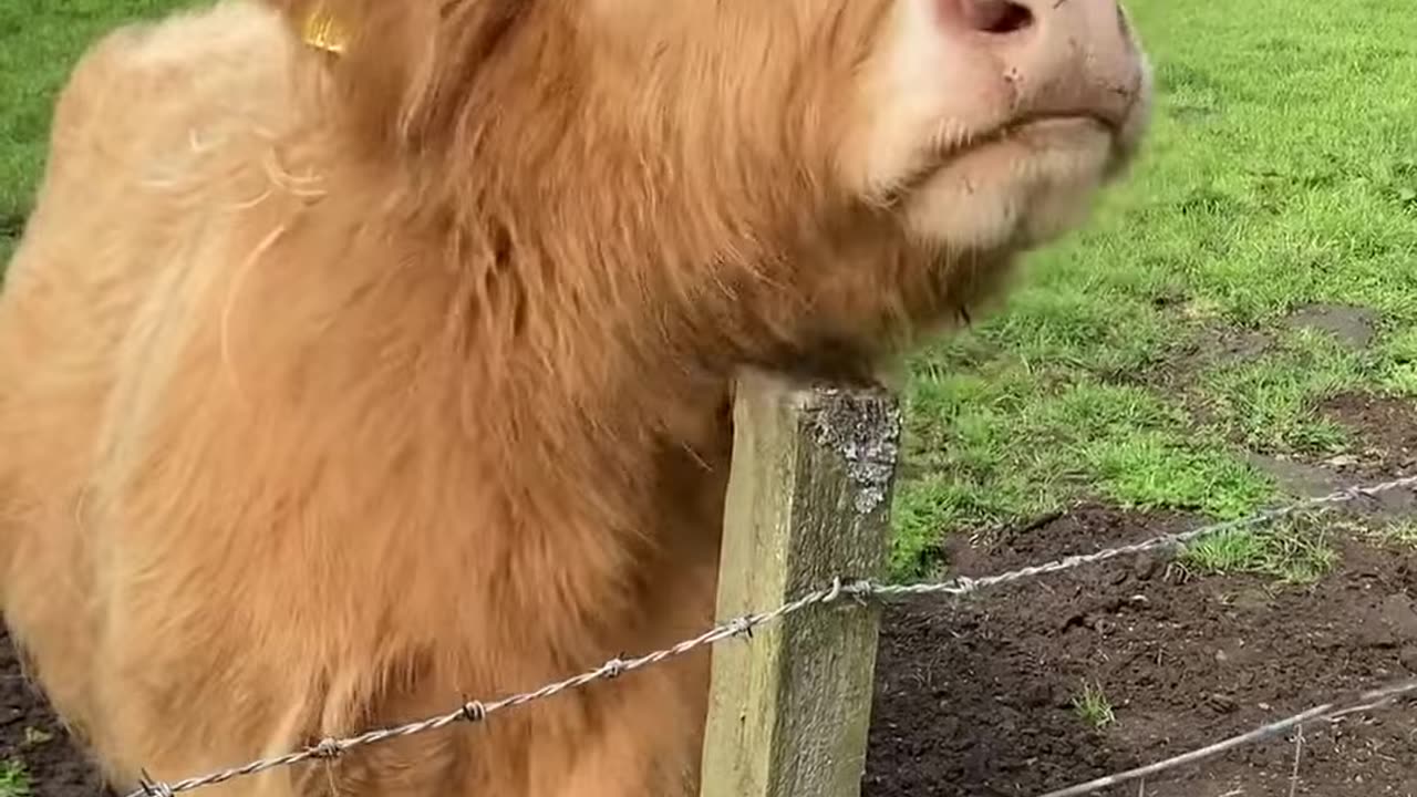 Funny Animal moments!🐄🤪 When you just can't reach that itch…