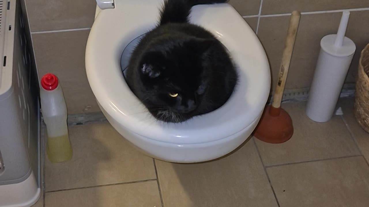 Black Cat Urinates In Toilet